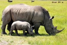 image: Au secours de la faune africaine