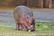 image: Hippopotames, les architectes de l'Okavango