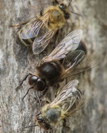 image: La forêt des abeilles sauvages