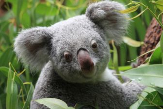 image: Bear, chien sauveteur de koalas