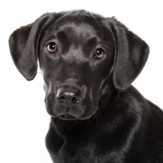 image: Chiens et chat sans collier