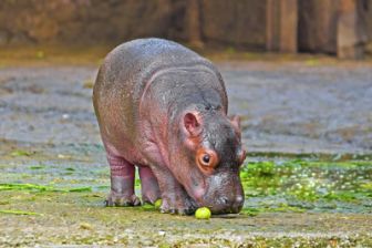 image: Hippopotames, les architectes de l'Okavango