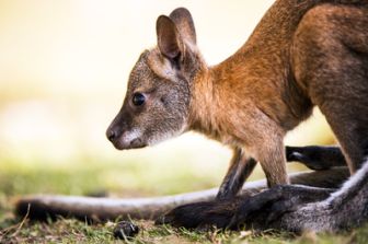 image: La clinique des animaux exotiques