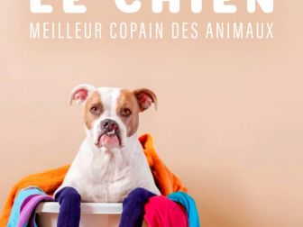 image: Le chien, meilleur copain des animaux