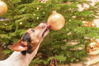 image: Le grand bêtisier de Noël