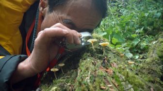 image: Le monde extraordinaire des champignons