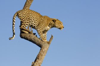 image: Léoparde : la reine du Serengeti