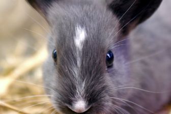 image: Les super pouvoirs des lapins