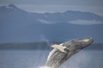 image: Ocean Odyssey