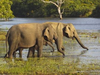 image: Paul O'Grady : l'aventure des grands éléphants