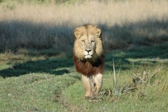 image: Un homme, des lions