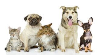 image: Zoomania : chats et chiens stars du week-end